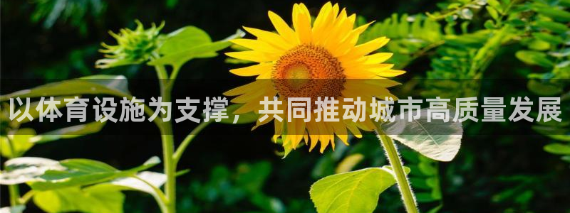 d88尊龙官网手机app